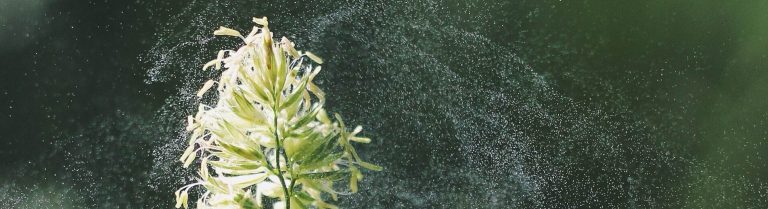 Questionario sui dati pollinici: il tuo contributo è importante!