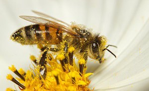 Notte Europea dei Ricercatori e delle Ricercatrici 2025: Api, impollinatori, polline e biodiversità